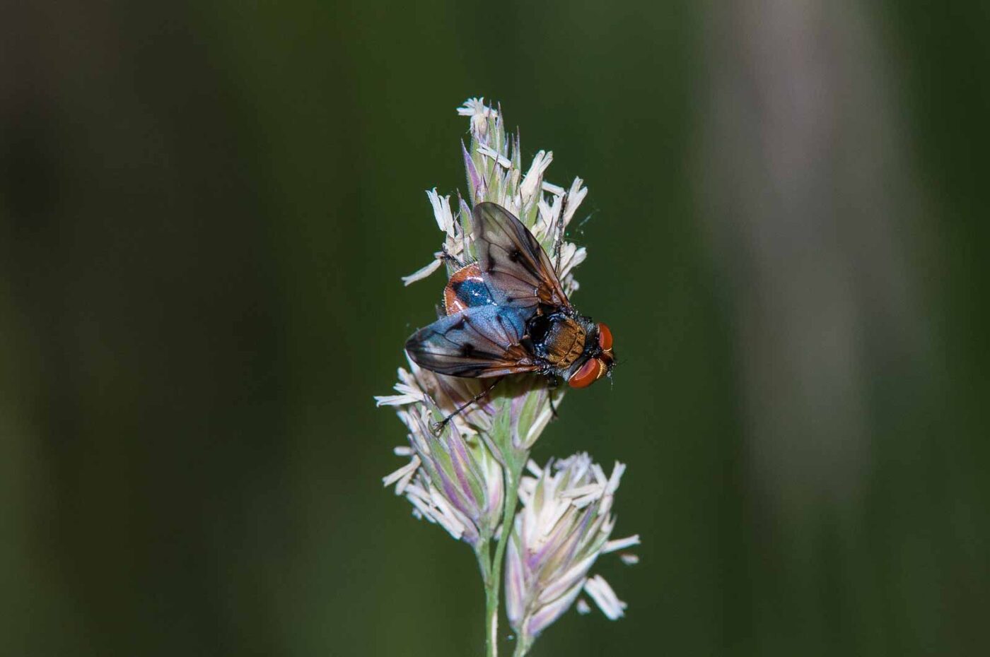 2018-05-26 - NSG Bergehalde Unser-Fritz