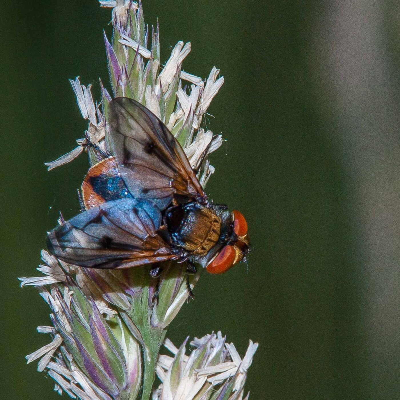 2018-05-26 - NSG Bergehalde Unser-Fritz