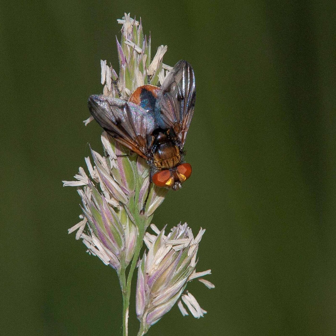 2018-05-26 - NSG Bergehalde Unser-Fritz