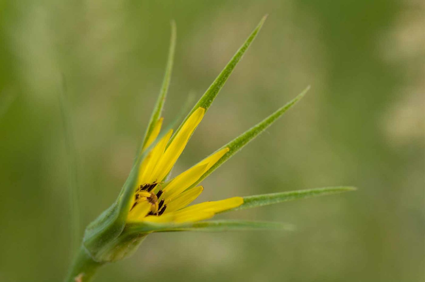 2018-05-31 - NSG Bergehalde Unser-Fritz