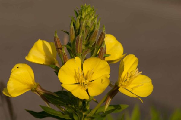 2018-05-31 - NSG Bergehalde Unser-Fritz