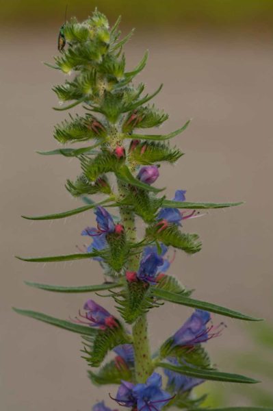 2018-05-31 - NSG Bergehalde Unser-Fritz