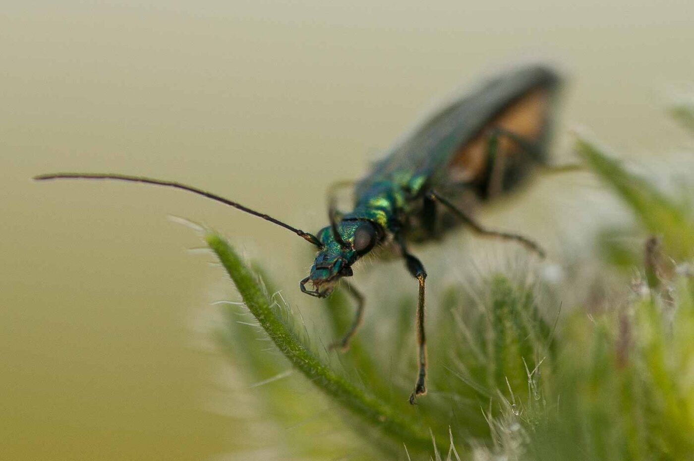 2018-05-31 - NSG Bergehalde Unser-Fritz