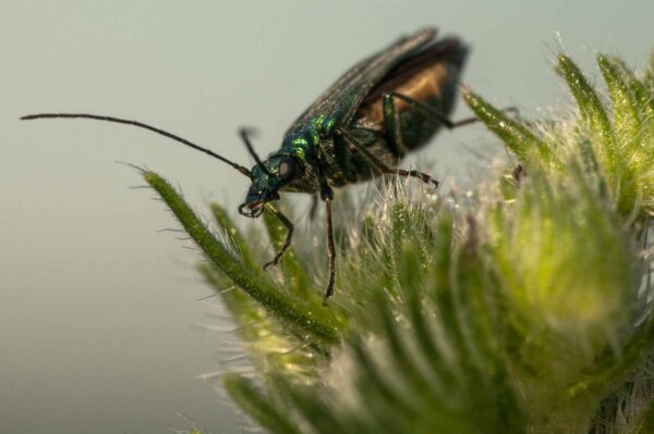 2018-05-31 - NSG Bergehalde Unser-Fritz