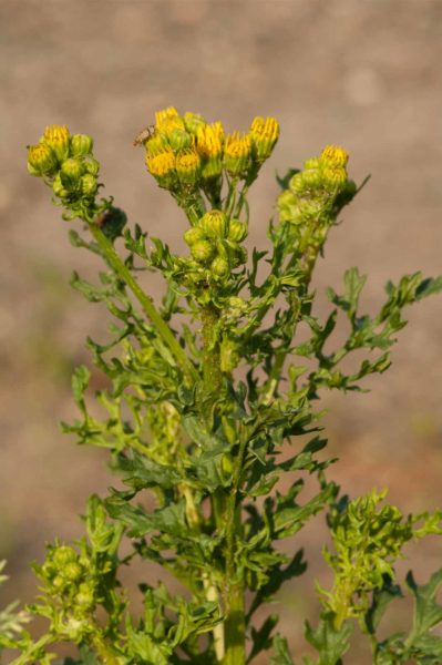 2018-05-31 - NSG Bergehalde Unser-Fritz