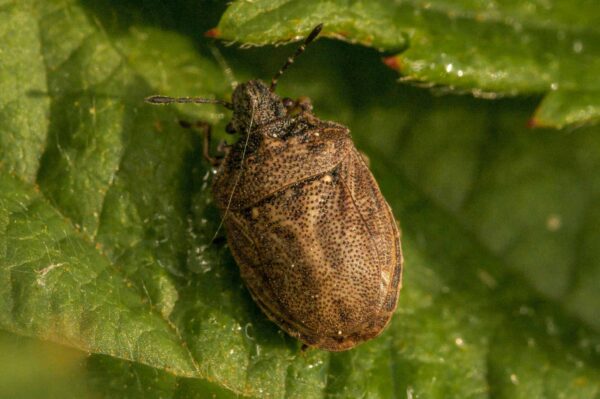 2018-05-31 - NSG Bergehalde Unser-Fritz