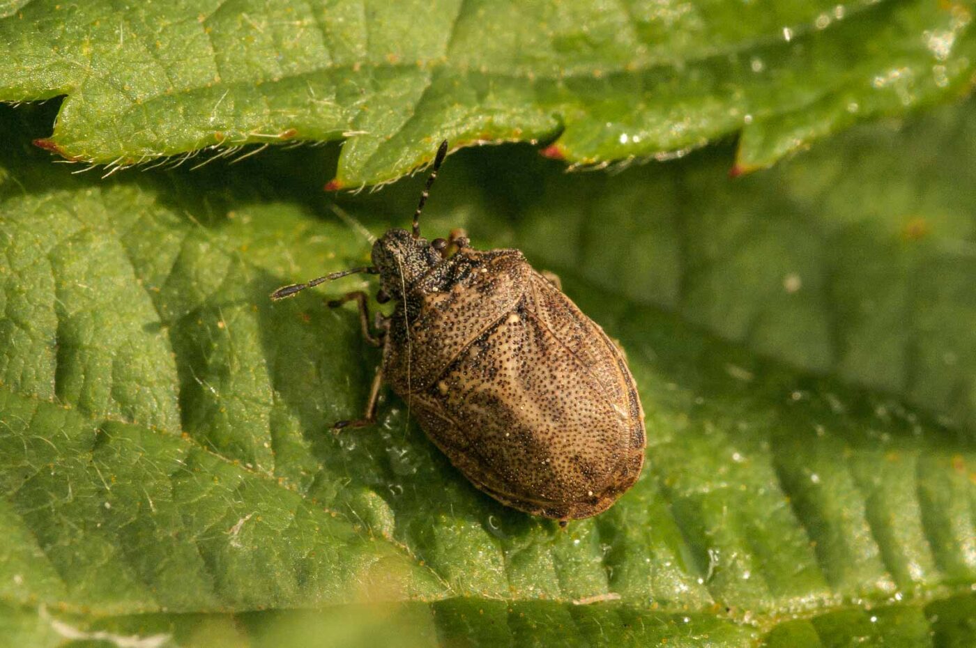 2018-05-31 - NSG Bergehalde Unser-Fritz
