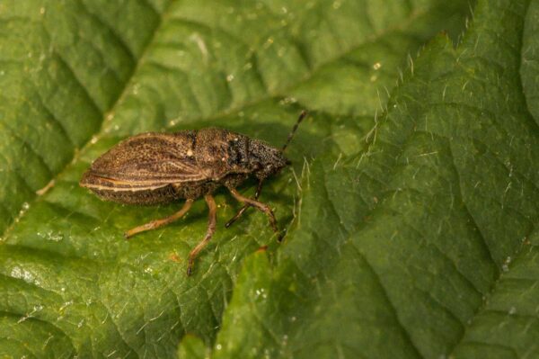 2018-05-31 - NSG Bergehalde Unser-Fritz