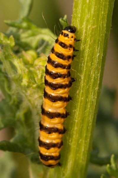 2018-05-31 - NSG Bergehalde Unser-Fritz