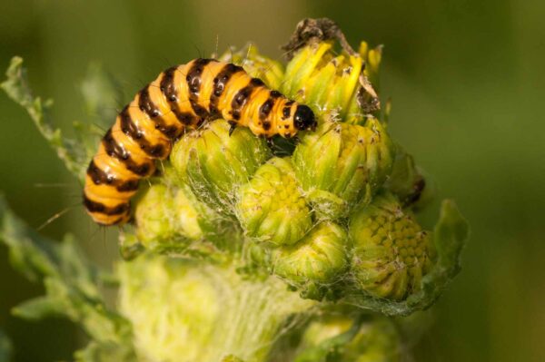 2018-05-31 - NSG Bergehalde Unser-Fritz