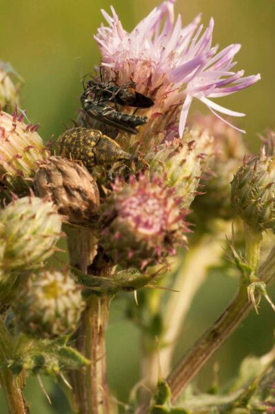 2018-05-31 - NSG Bergehalde Unser-Fritz