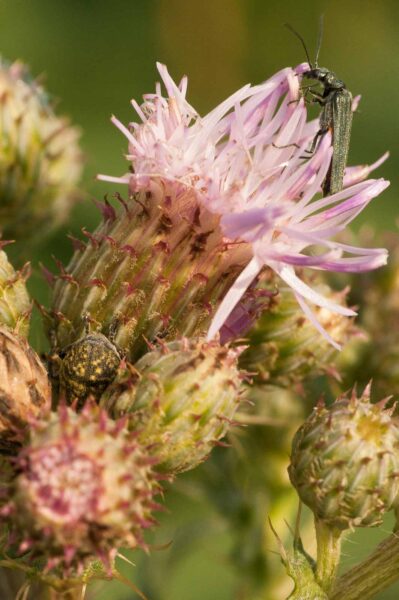 2018-05-31 - NSG Bergehalde Unser-Fritz