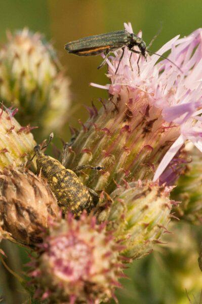 2018-05-31 - NSG Bergehalde Unser-Fritz