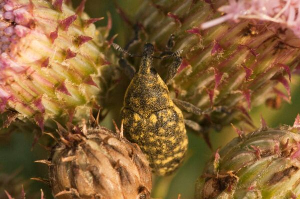 2018-05-31 - NSG Bergehalde Unser-Fritz