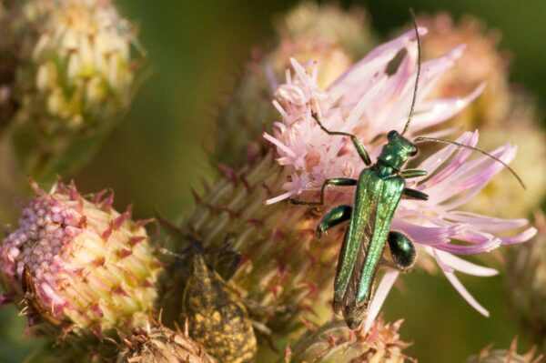 2018-05-31 - NSG Bergehalde Unser-Fritz