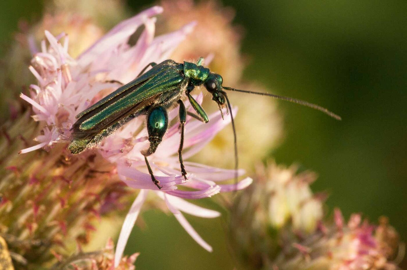 2018-05-31 - NSG Bergehalde Unser-Fritz
