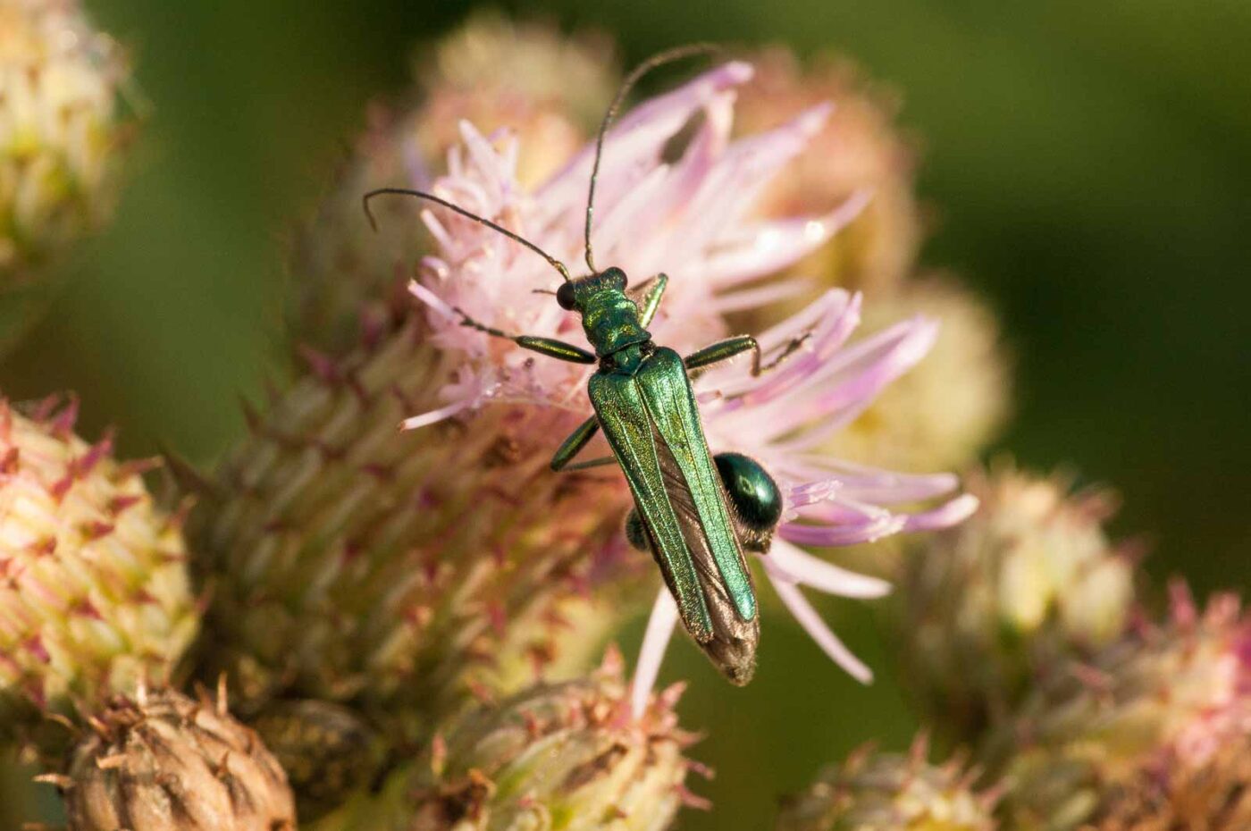 2018-05-31 - NSG Bergehalde Unser-Fritz