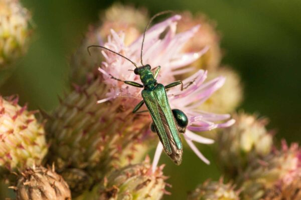 2018-05-31 - NSG Bergehalde Unser-Fritz