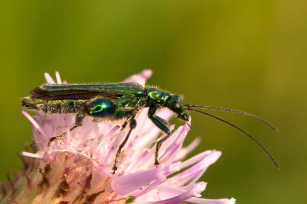 2018-05-31 - NSG Bergehalde Unser-Fritz
