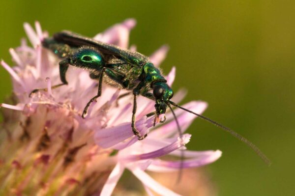 2018-05-31 - NSG Bergehalde Unser-Fritz