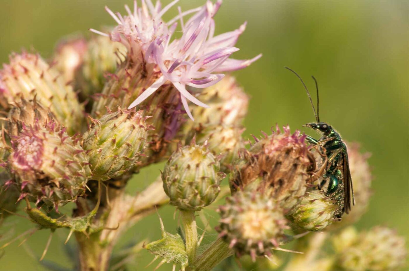 2018-05-31 - NSG Bergehalde Unser-Fritz