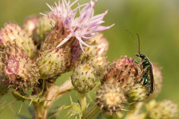 2018-05-31 - NSG Bergehalde Unser-Fritz