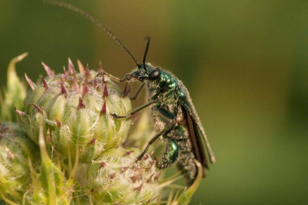 2018-05-31 - NSG Bergehalde Unser-Fritz
