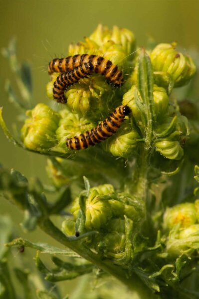 2018-05-31 - NSG Bergehalde Unser-Fritz