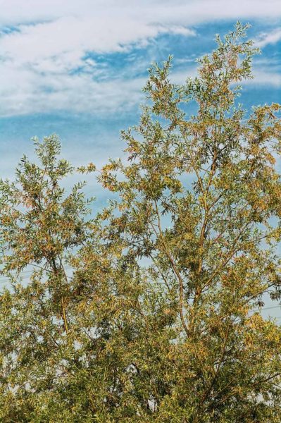 2018-05-31 - NSG Bergehalde Unser-Fritz