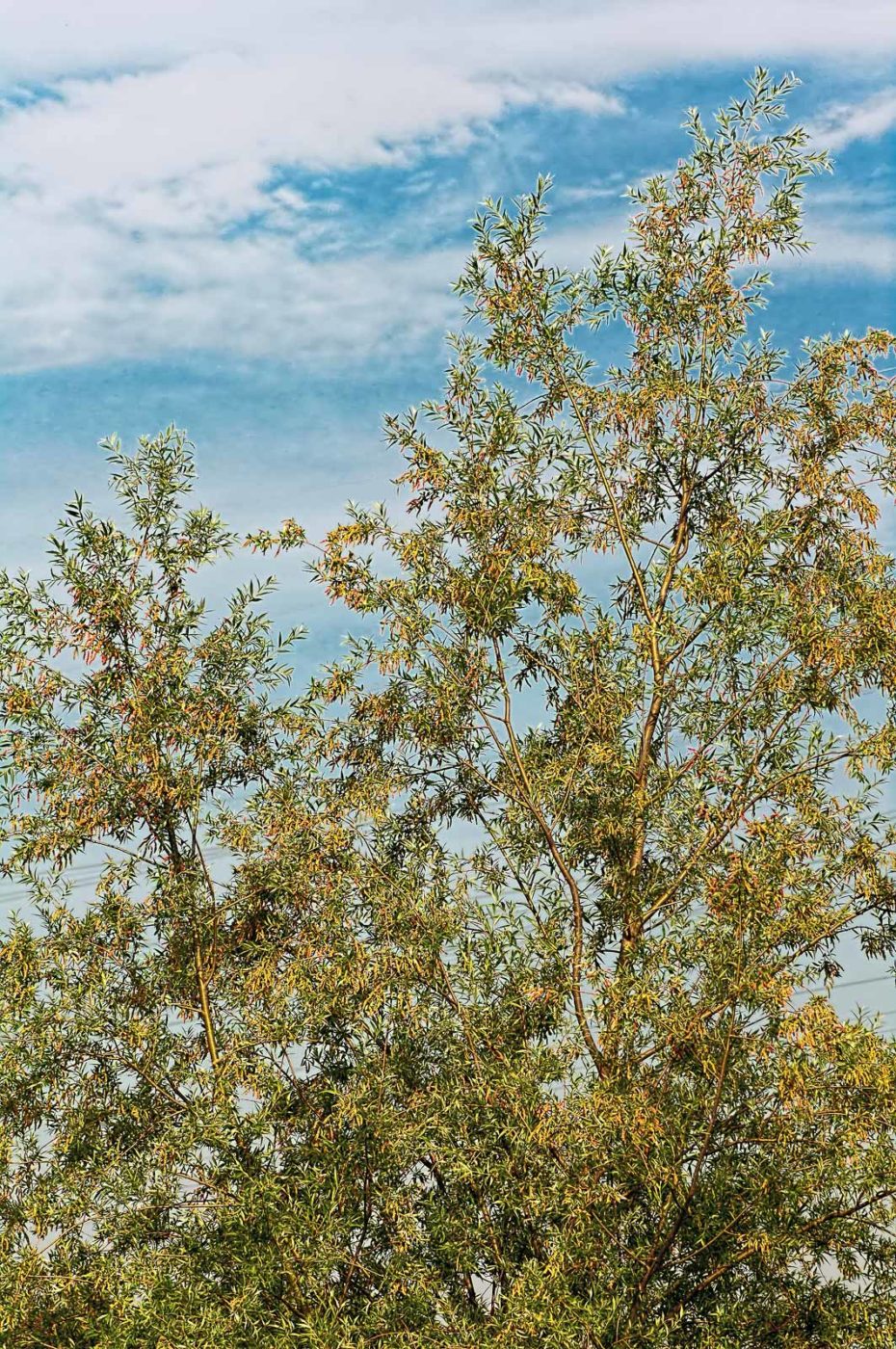 2018-05-31 - NSG Bergehalde Unser-Fritz