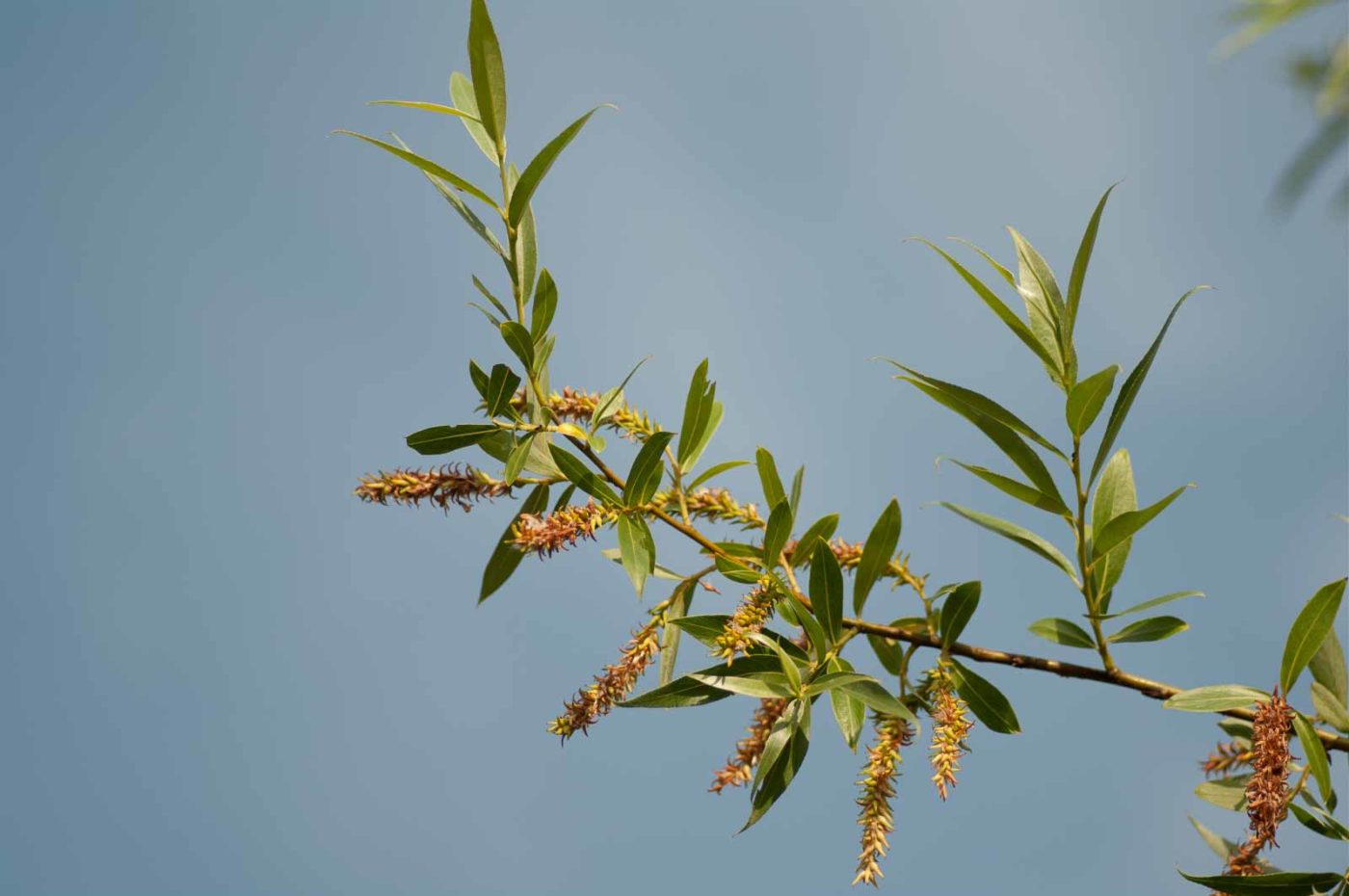 2018-05-31 - NSG Bergehalde Unser-Fritz