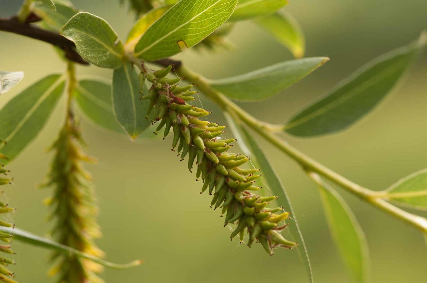 2018-05-31 - NSG Bergehalde Unser-Fritz