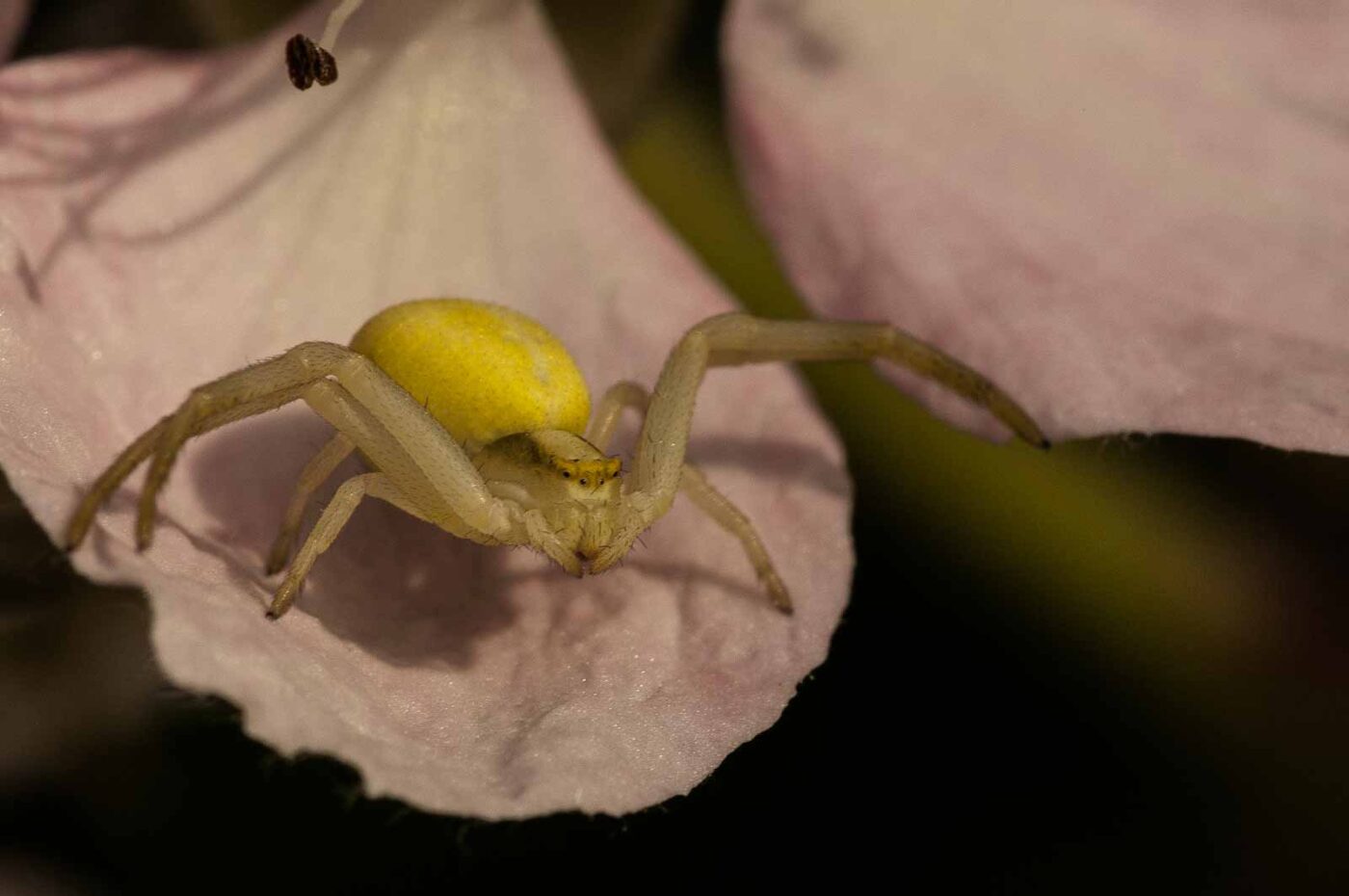 2018-05-31 - NSG Bergehalde Unser-Fritz