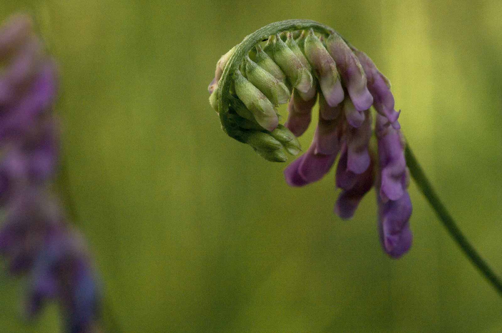 °vogel-wicke°