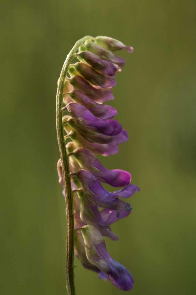 2018-05-31 - NSG Bergehalde Unser-Fritz