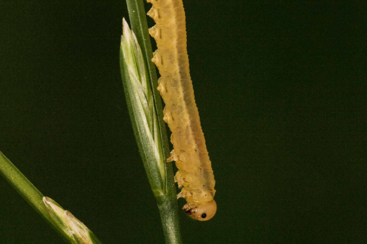 2018-05-31 - NSG Bergehalde Unser-Fritz