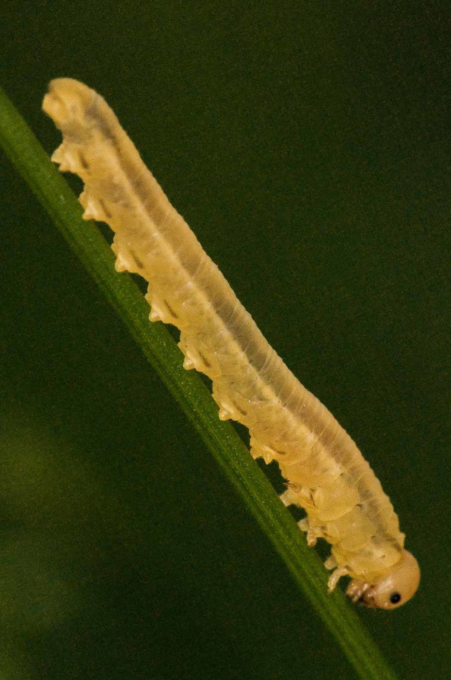 2018-05-31 - NSG Bergehalde Unser-Fritz