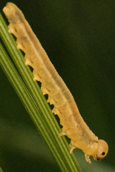 2018-05-31 - NSG Bergehalde Unser-Fritz