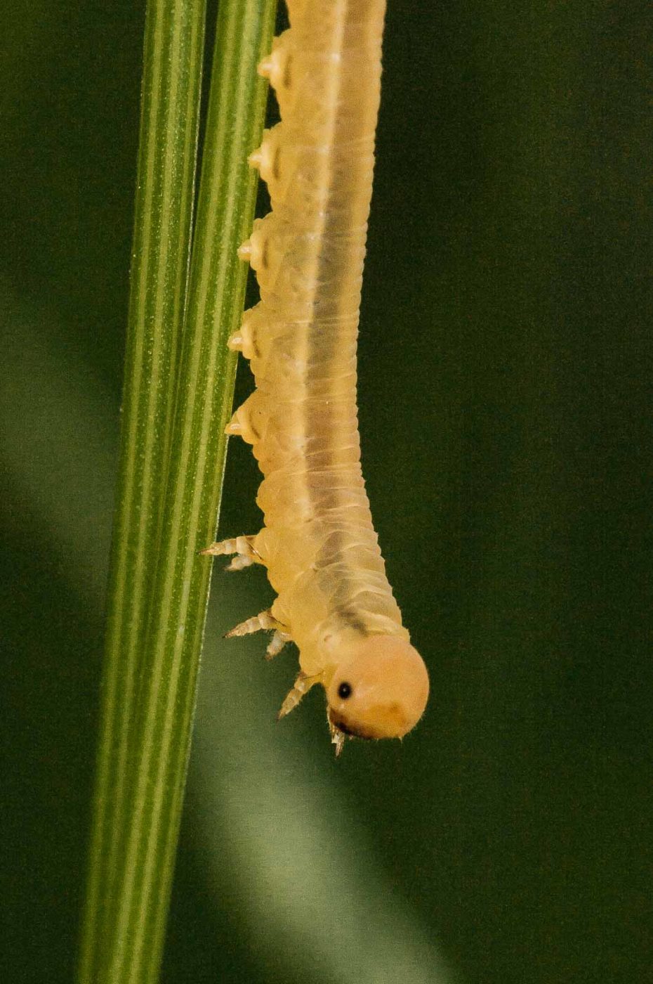 2018-05-31 - NSG Bergehalde Unser-Fritz