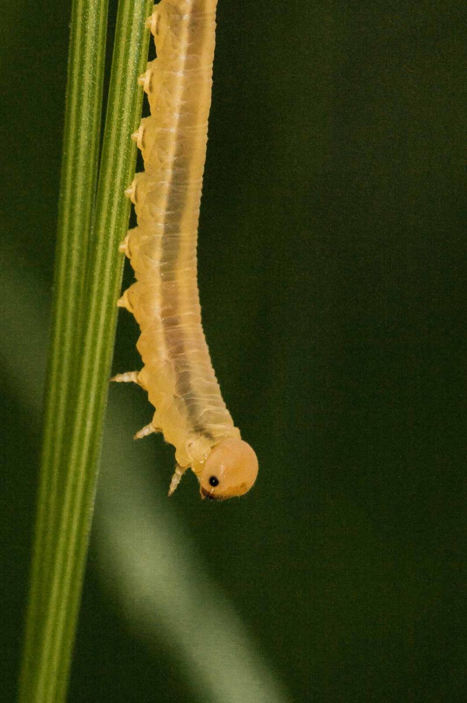2018-05-31 - NSG Bergehalde Unser-Fritz