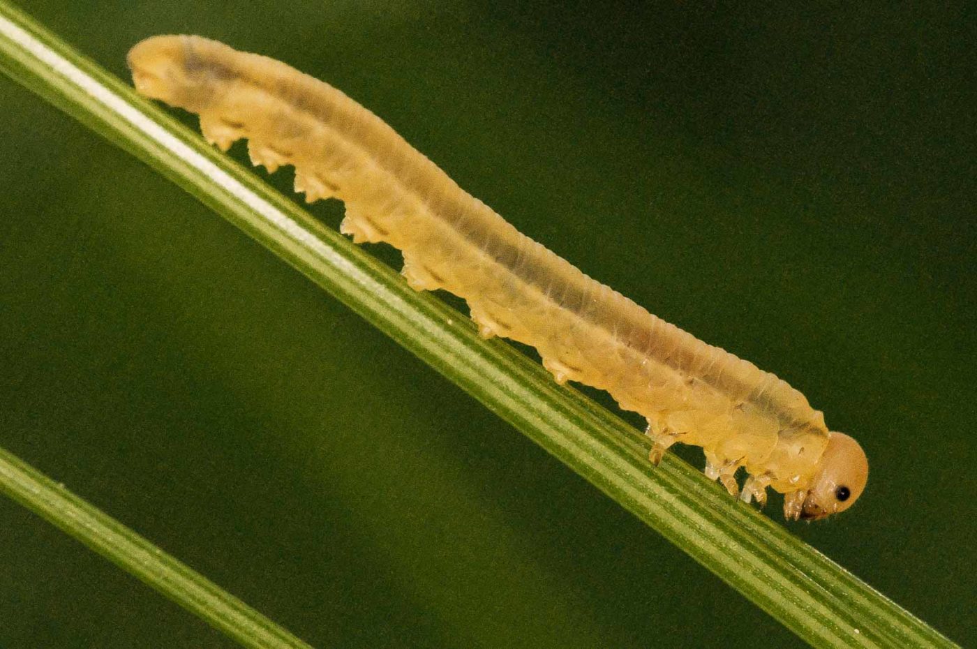 2018-05-31 - NSG Bergehalde Unser-Fritz