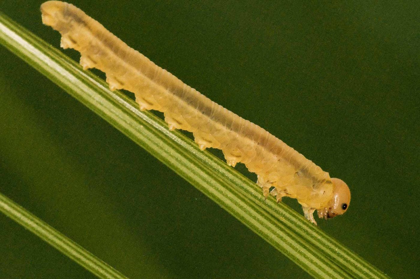 2018-05-31 - NSG Bergehalde Unser-Fritz