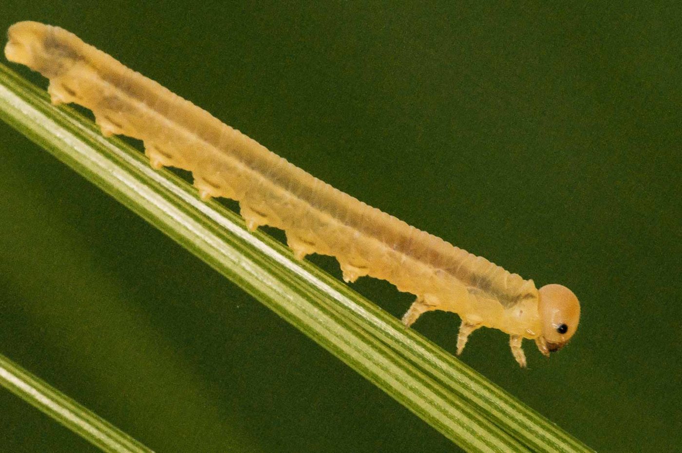 2018-05-31 - NSG Bergehalde Unser-Fritz