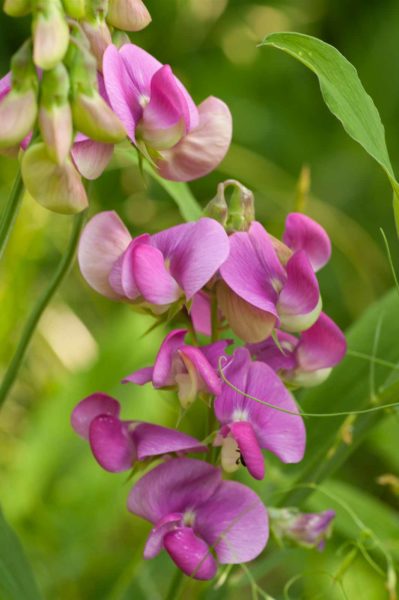 2018-05-31 - NSG Bergehalde Unser-Fritz