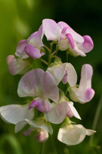 2018-05-31 - NSG Bergehalde Unser-Fritz