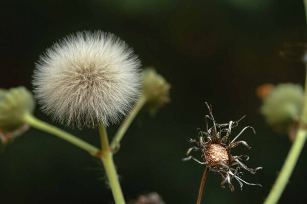 2018-05-31 - NSG Bergehalde Unser-Fritz