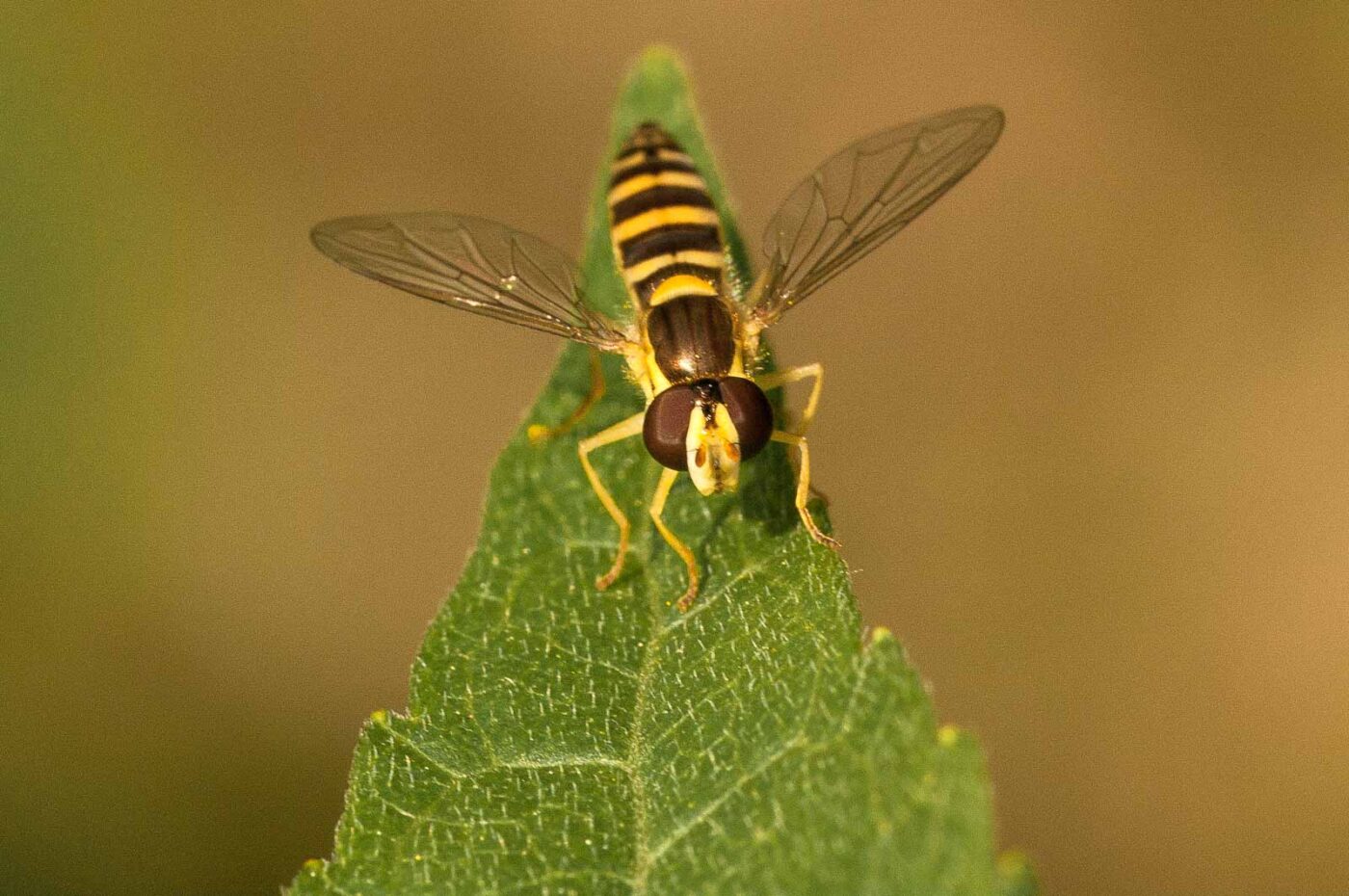 2018-05-31 - NSG Bergehalde Unser-Fritz