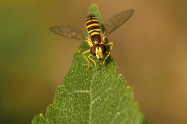2018-05-31 - NSG Bergehalde Unser-Fritz