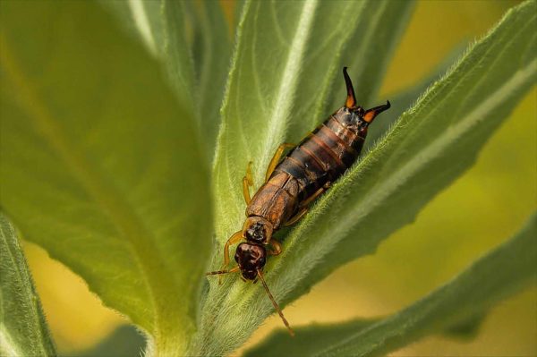 2018-05-31 - NSG Bergehalde Unser-Fritz