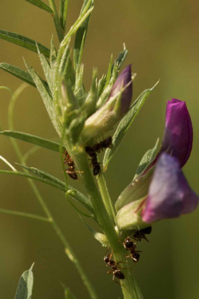 2018-05-31 - NSG Bergehalde Unser-Fritz